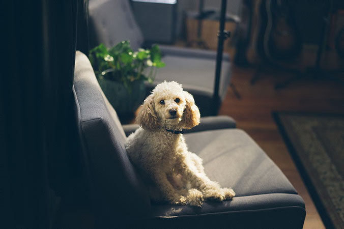 white curly dog sitting on sofa